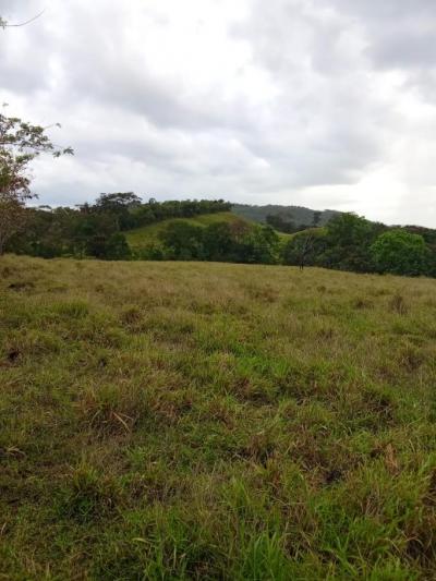 136764 - Veraguas - properties