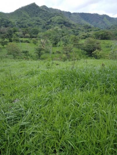 137460 - Veraguas - properties