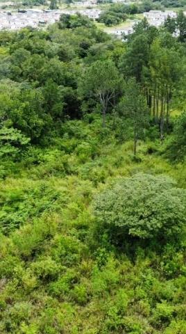 Lote en venta en el frances boquete
