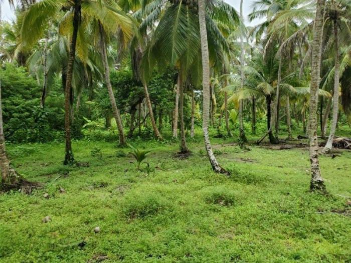 Venta de terreno frente al mar en colón, nombre de dios