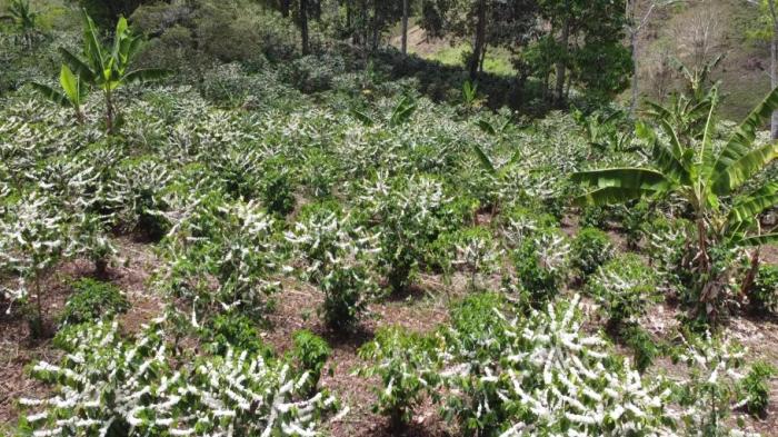 Finca de café en venta en renacimiento 