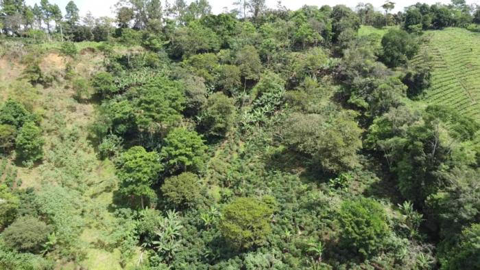 Finca de café en venta en renacimiento 