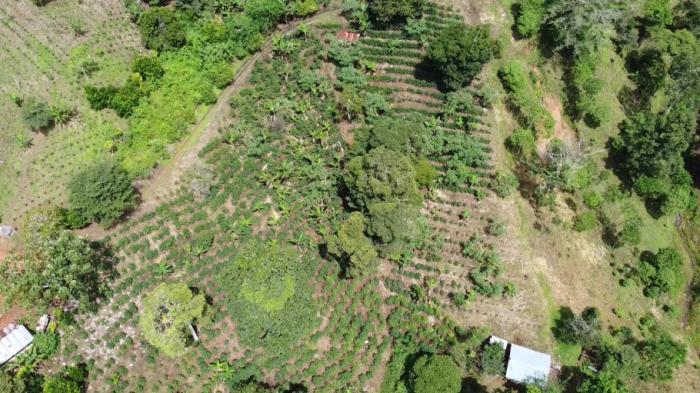Finca de café en venta en renacimiento 