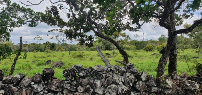 Venta de finca de 31 hectáreas en rovira