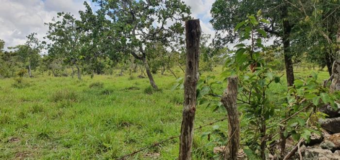 Venta de finca de 31 hectáreas en rovira