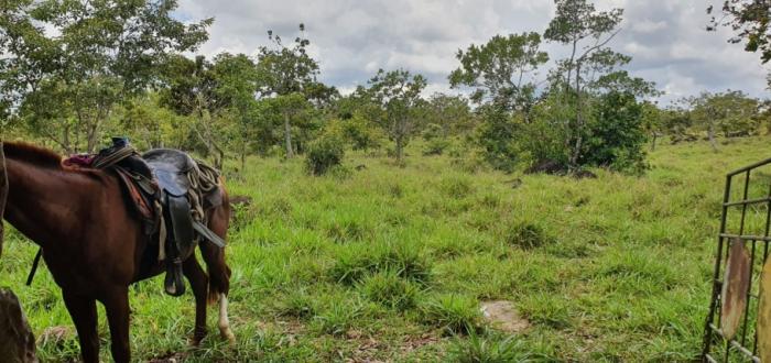 Venta de finca de 31 hectáreas en rovira