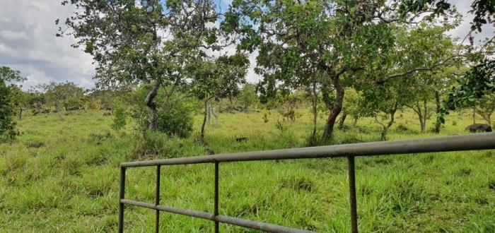 Venta de finca de 31 hectáreas en rovira
