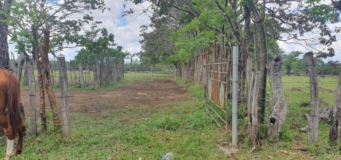 Venta de finca ganadera en rovira dolega