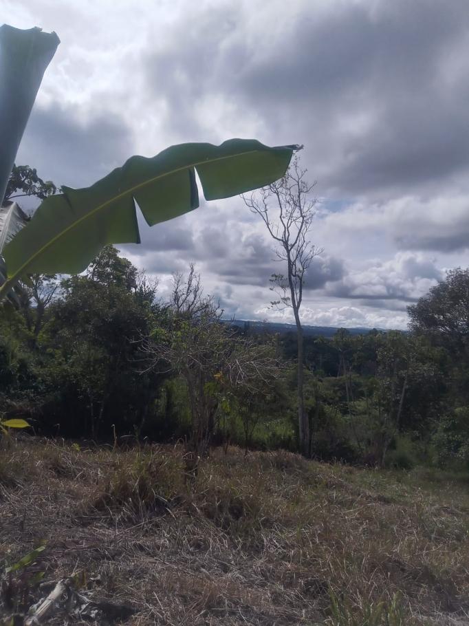 Venta de finca de cafe y platano en rio sereno 