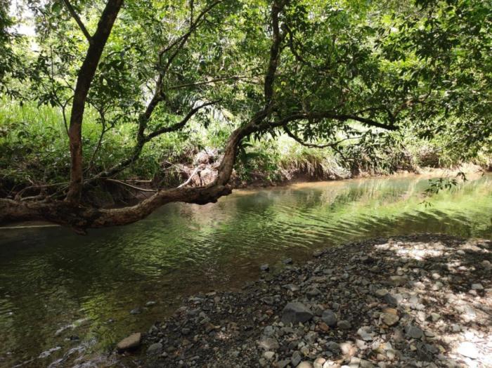 For sale: titled 4.5 hectare property with home and crops.