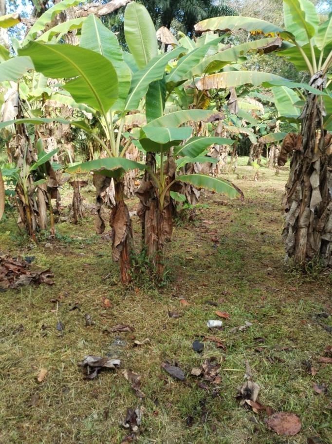 For sale: titled 4.5 hectare property with home and crops.