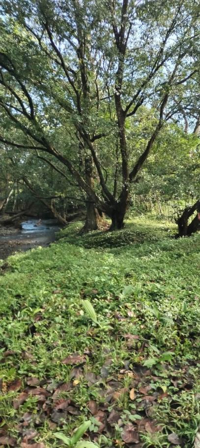 For sale: titled 4.5 hectare property with home and crops.