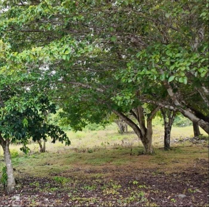 Venta de terreno en puerto armuelles
