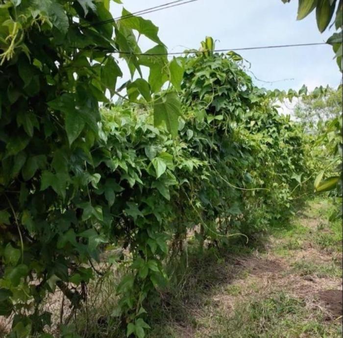 Venta de finca de agroturismo en renacimiento 