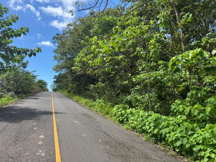 Se vende: finca de 12 hectáreas con teca y orilla de carretera.