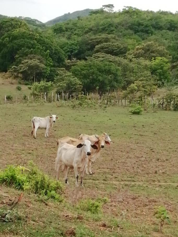 For sale: 48 titled hectares in san francisco, veraguas.