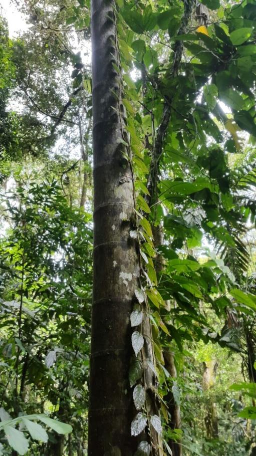 Se vende finca en el sector de las delicias arriba, changuinola