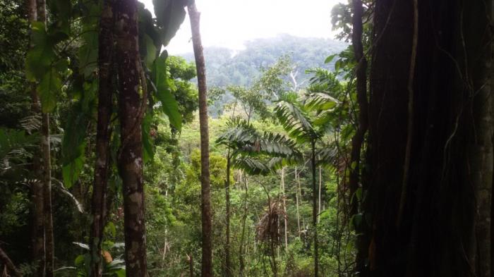 Se vende finca en el sector de las delicias arriba, changuinola