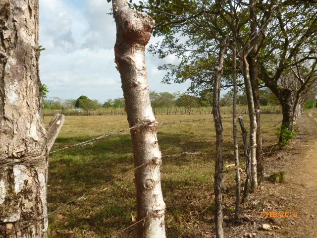 Granja peque