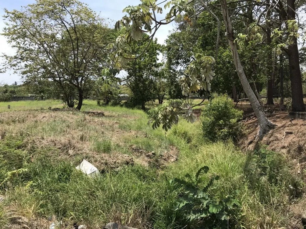 4.3 hectares on Interamerican Highway, opposite Plaza Terronal in David