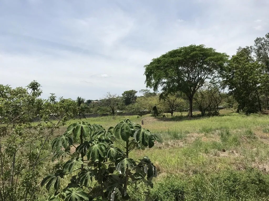 4.3 hectares on Interamerican Highway, opposite Plaza Terronal in David
