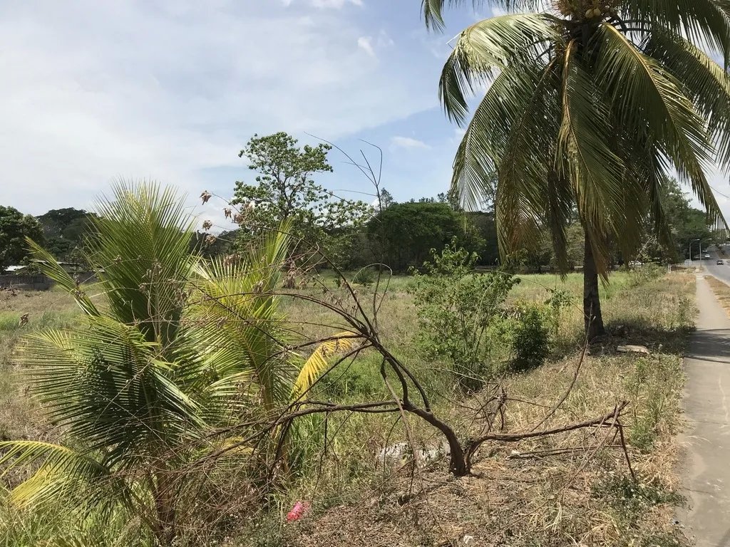 4.3 hectares on Interamerican Highway, opposite Plaza Terronal in David