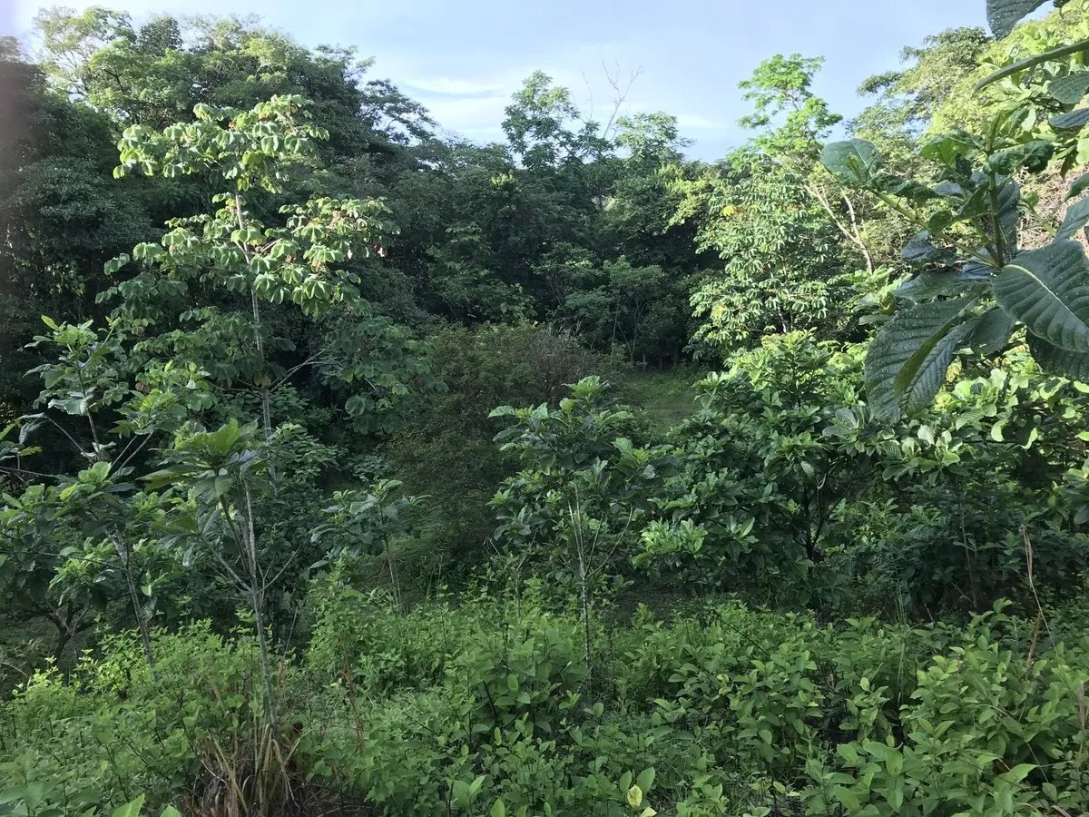 2-hectare lot in San Félix, Chiriqui