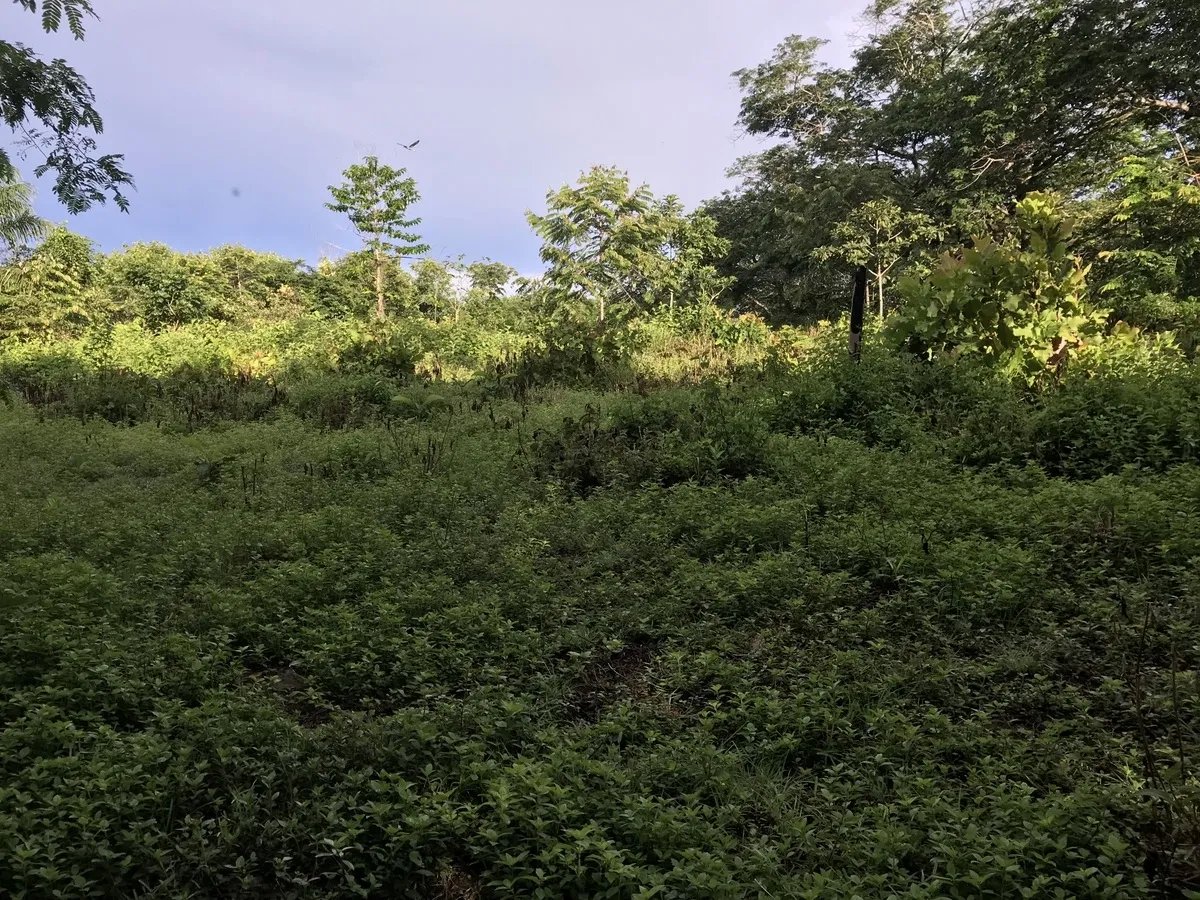 2-hectare lot in San Félix, Chiriqui