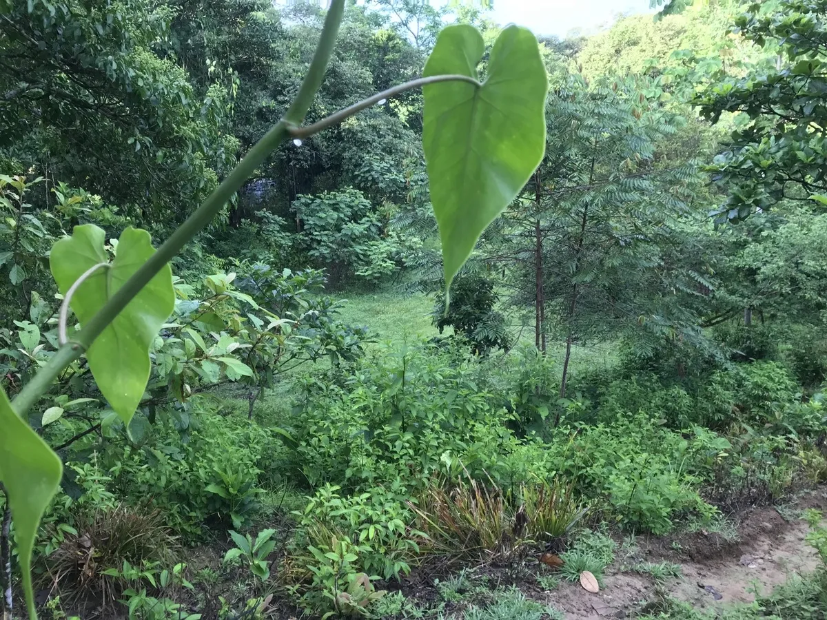 2 hectares en San Félix, Chiriqui