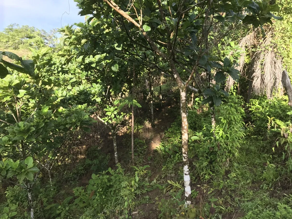 2 hectares en San Félix, Chiriqui