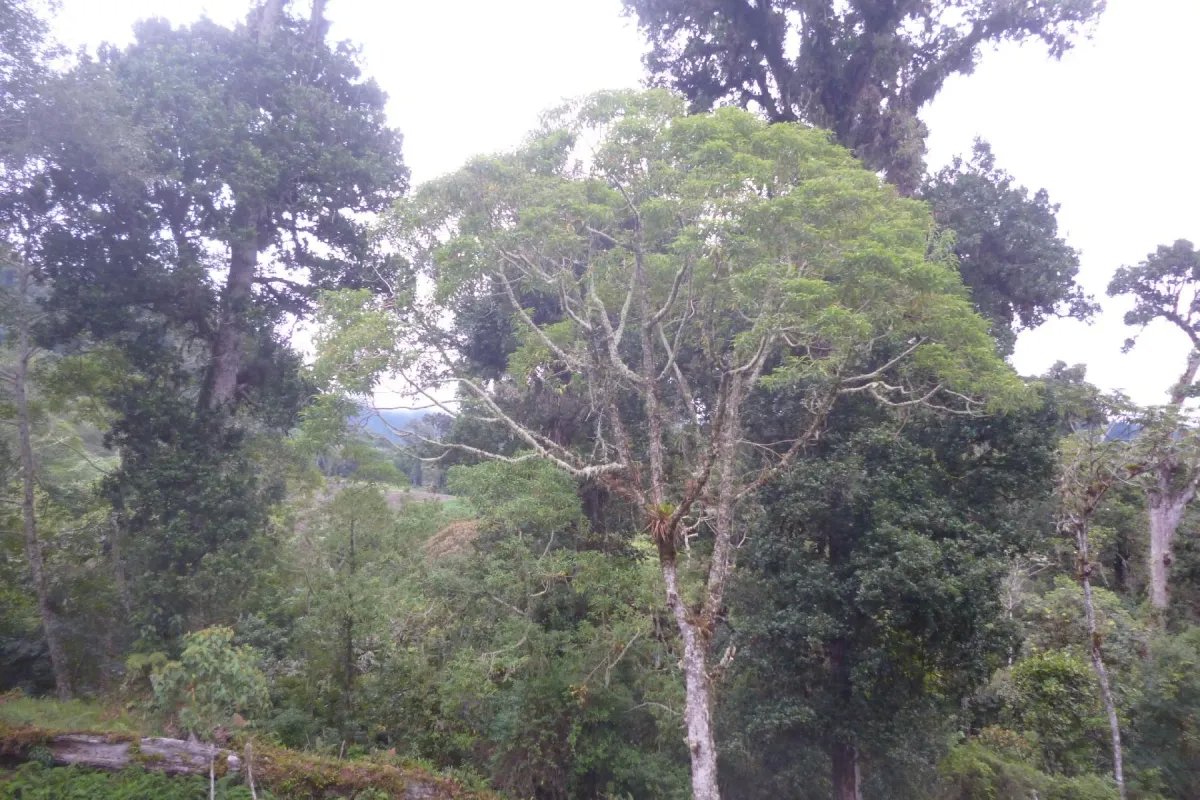 CHIRIQUI, BOQUETE, PROPIEDAD CERCA DEL PARQUE NACIONAL VOLCAN BARU
