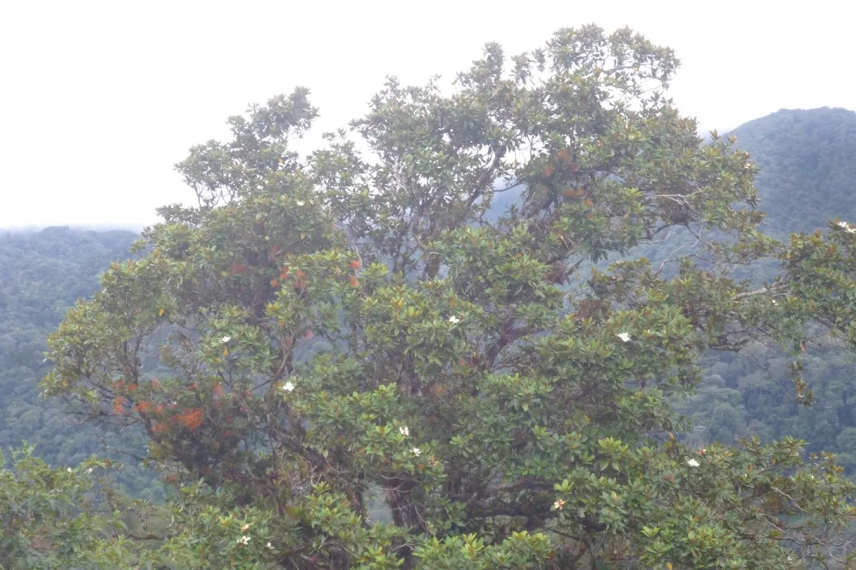 CHIRIQUI, BOQUETE, PROPIEDAD CERCA DEL PARQUE NACIONAL VOLCAN BARU