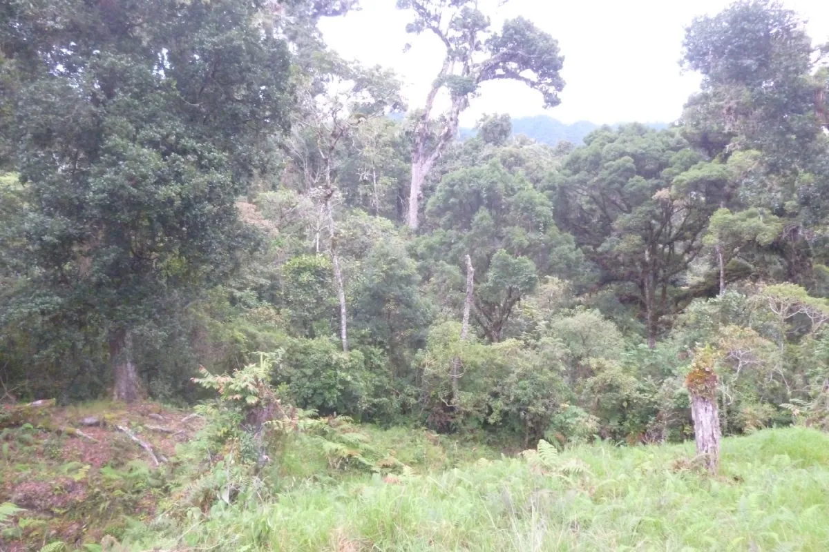 CHIRIQUI, BOQUETE, PROPIEDAD CERCA DEL PARQUE NACIONAL VOLCAN BARU