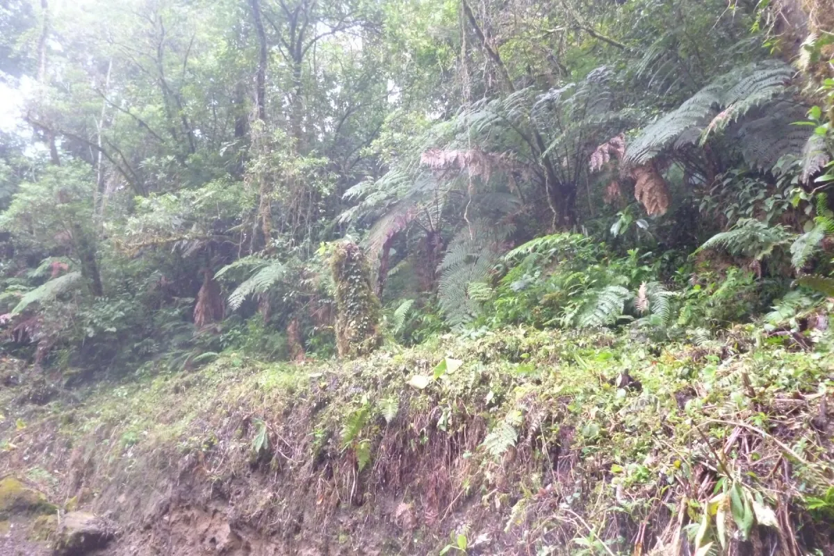 CHIRIQUI, BOQUETE, PROPIEDAD CERCA DEL PARQUE NACIONAL VOLCAN BARU