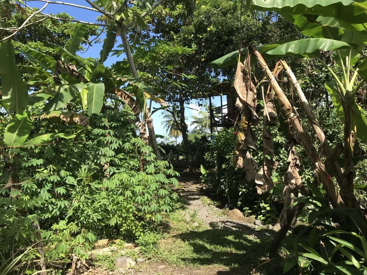 Hostal ecológico en Las Lajas con frondoso jardín de árboles frutales