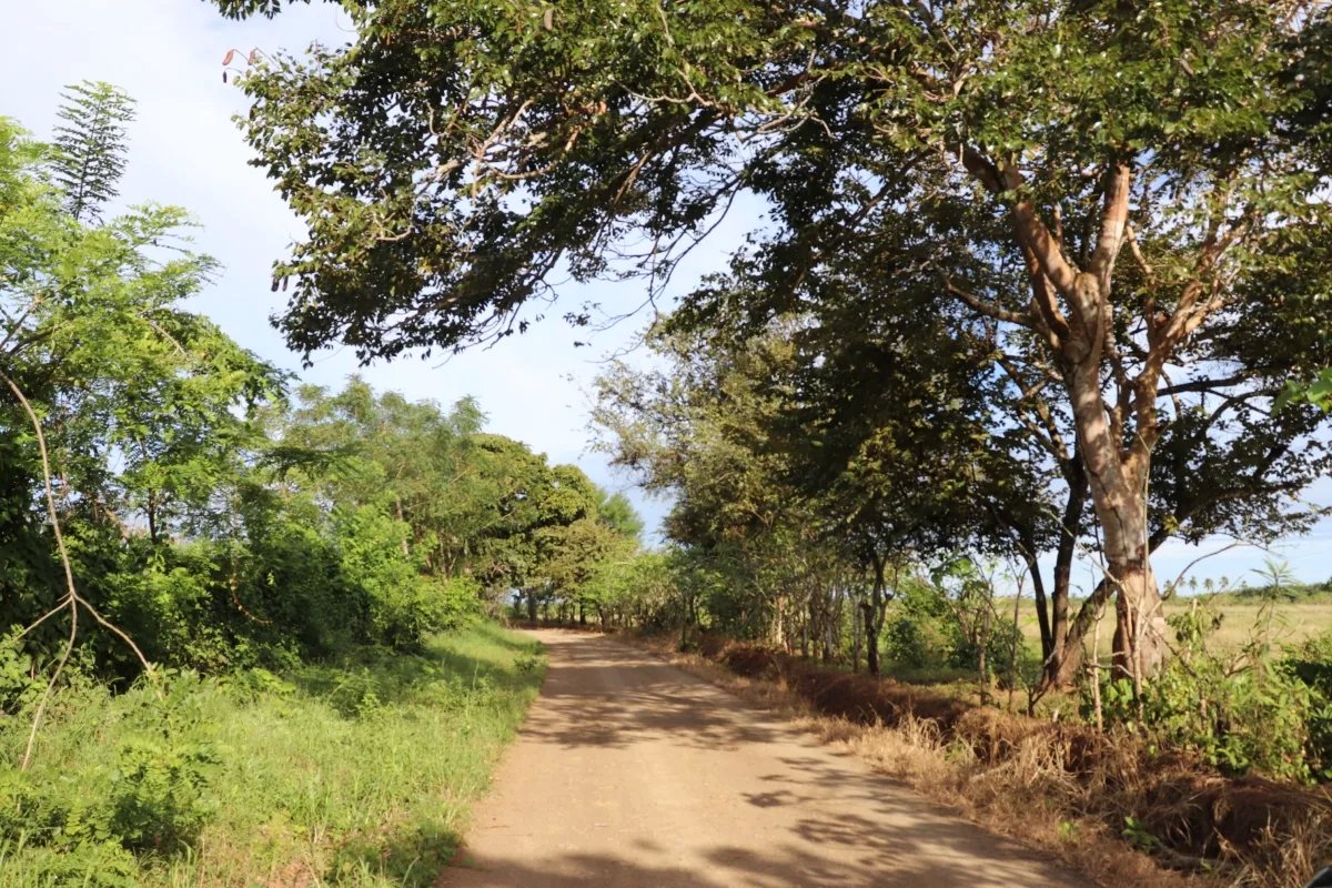Land/Farm for Sale in Las Tablas