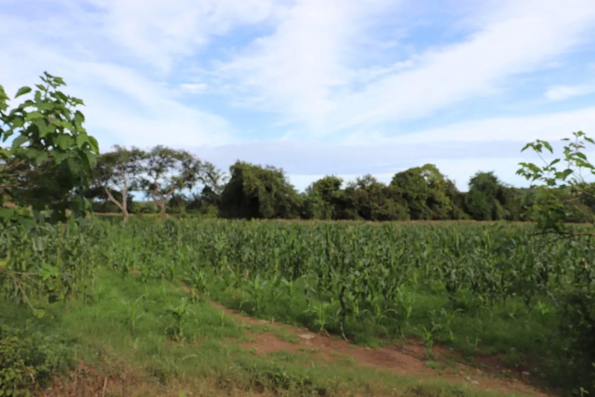 Land/Farm for Sale in Las Tablas