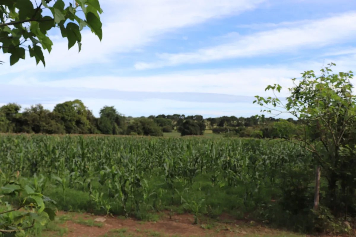 Land/Farm for Sale in Las Tablas