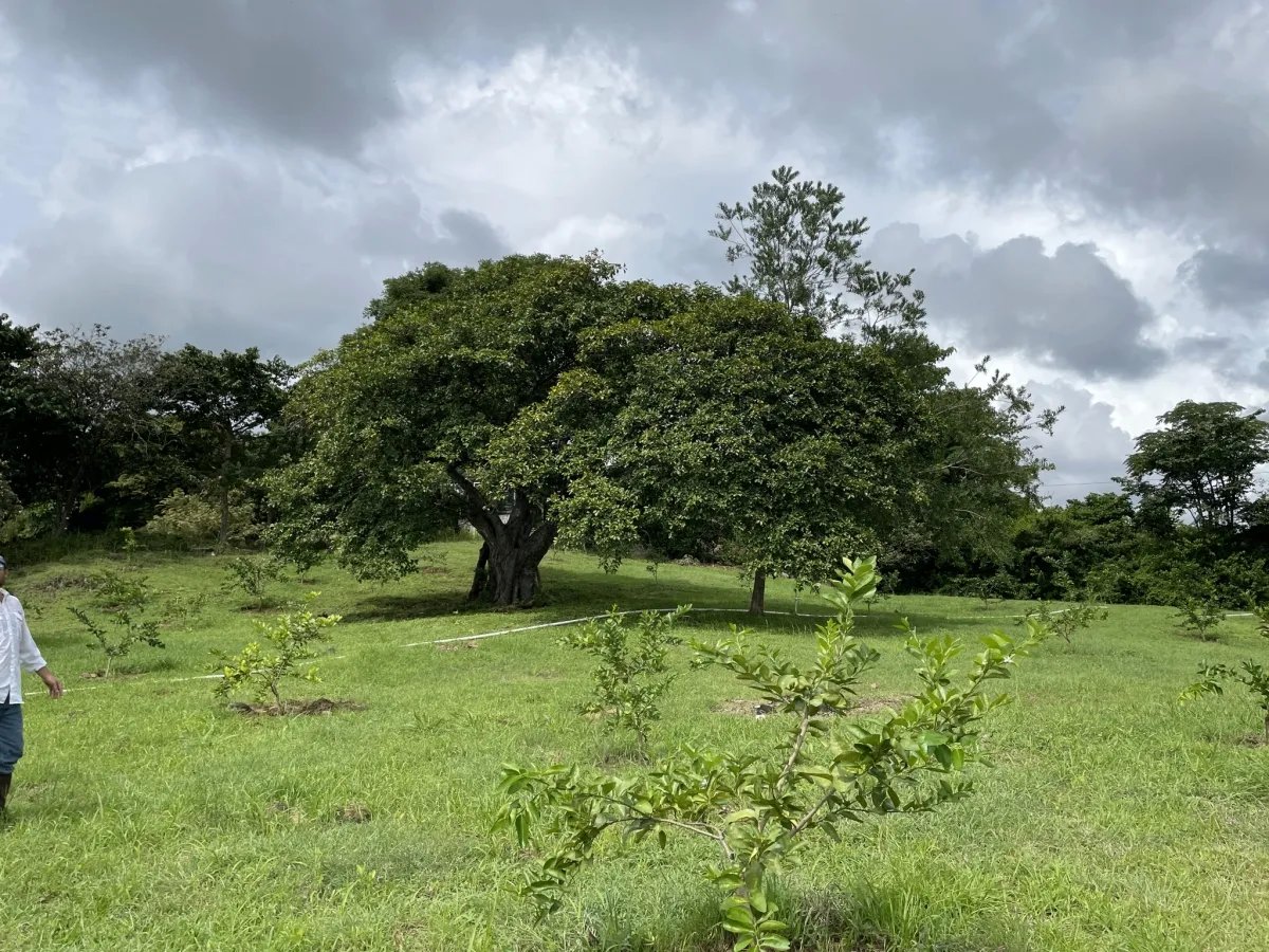 Antigua granja de carne de res y pato de Pekín en Río Grande, Natá, Co...