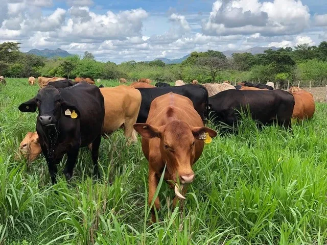 Antigua granja de carne de res y pato de Pekín en Río Grande, Natá, Coclé