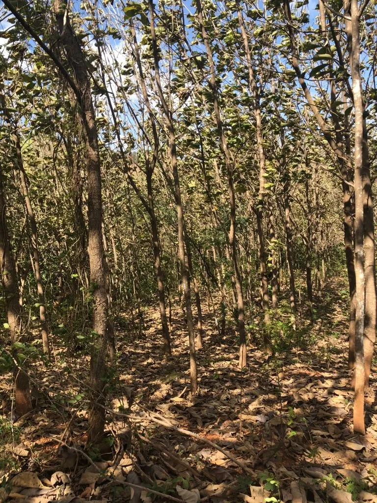 Terreno en venta en Llano de Piedra, comunidad de Bombachito, Provinci...