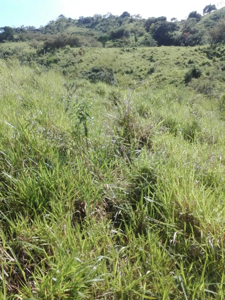 Terreno en venta GLOBO COMPLETO; En Llano de Piedra, comunidad de Bomb...