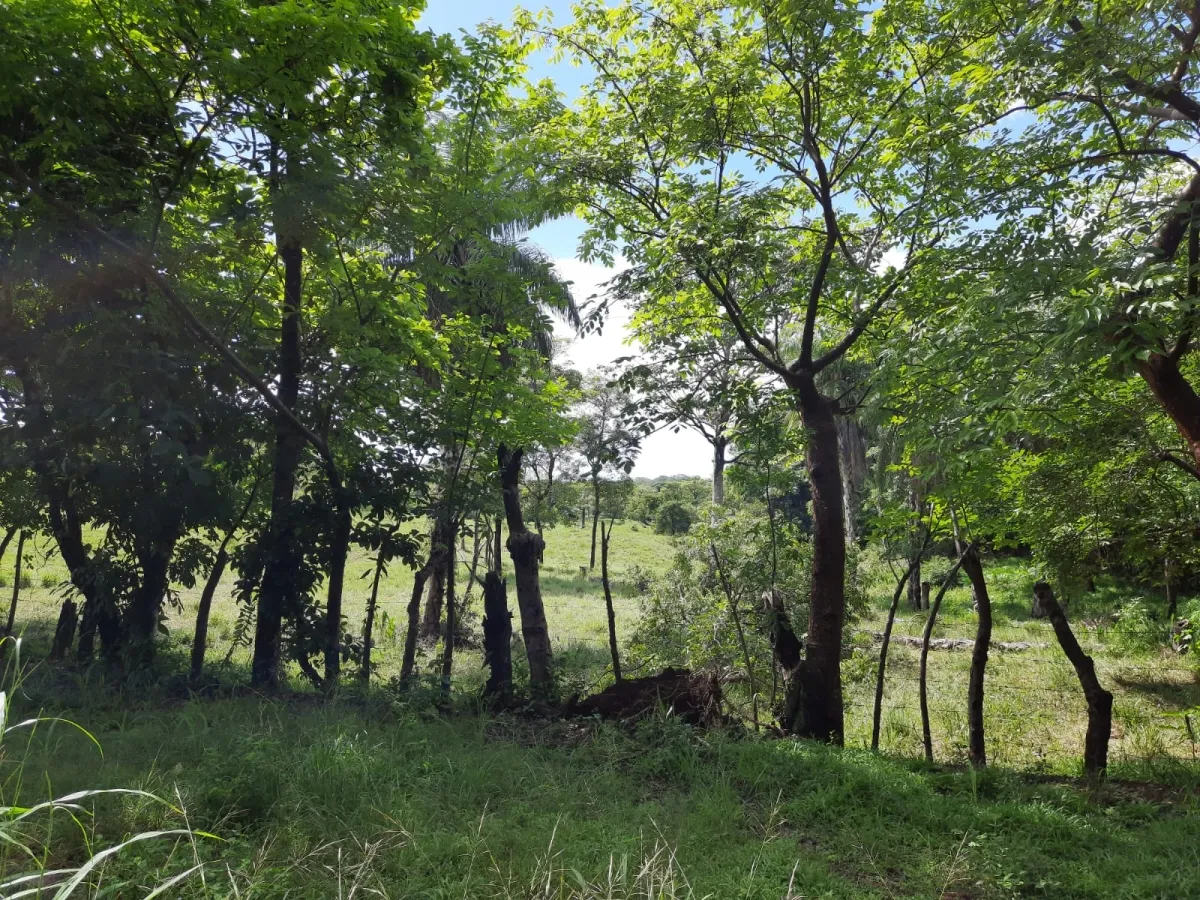 INCREÍBLE PROPIEDAD DE 3 HECTÁREAS EN VENTA, EN SANTA CATALINA, VERAGU...
