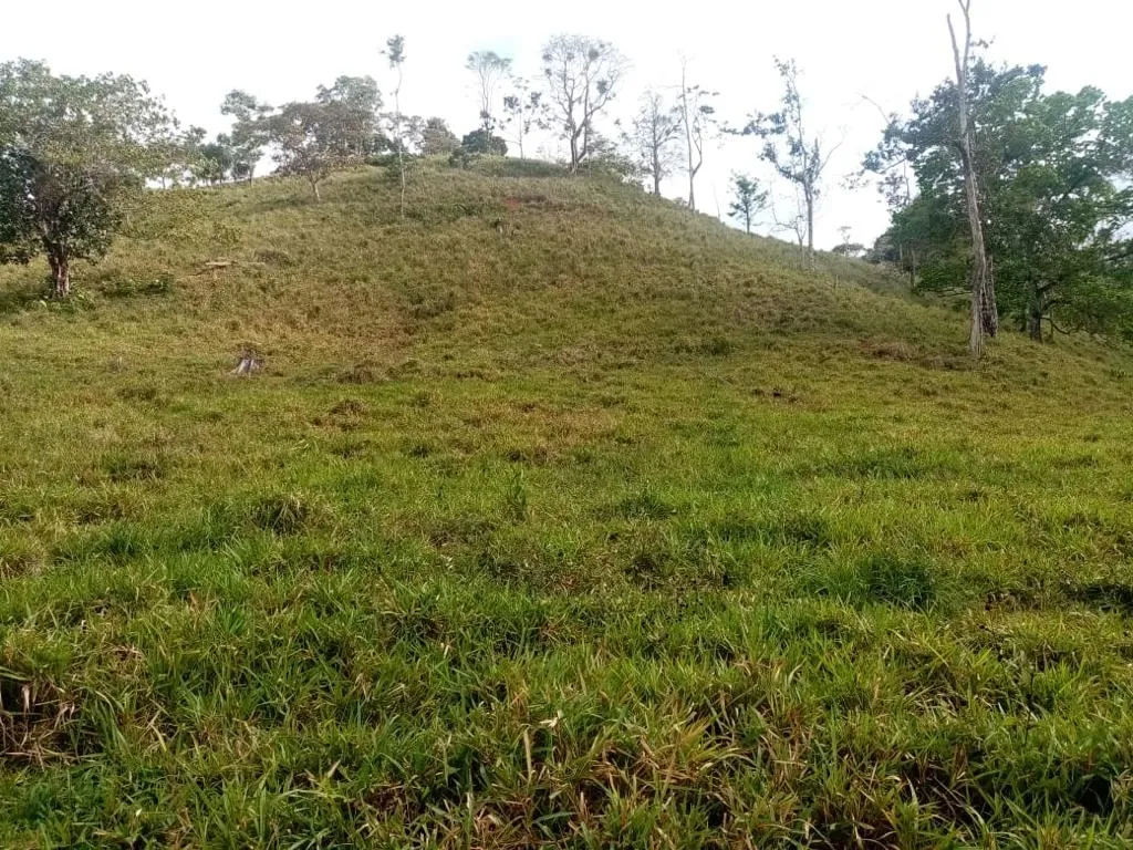 ESPECTACULAR FINCA EN VENTA EN PENONOME, 99 HECTÁREAS.