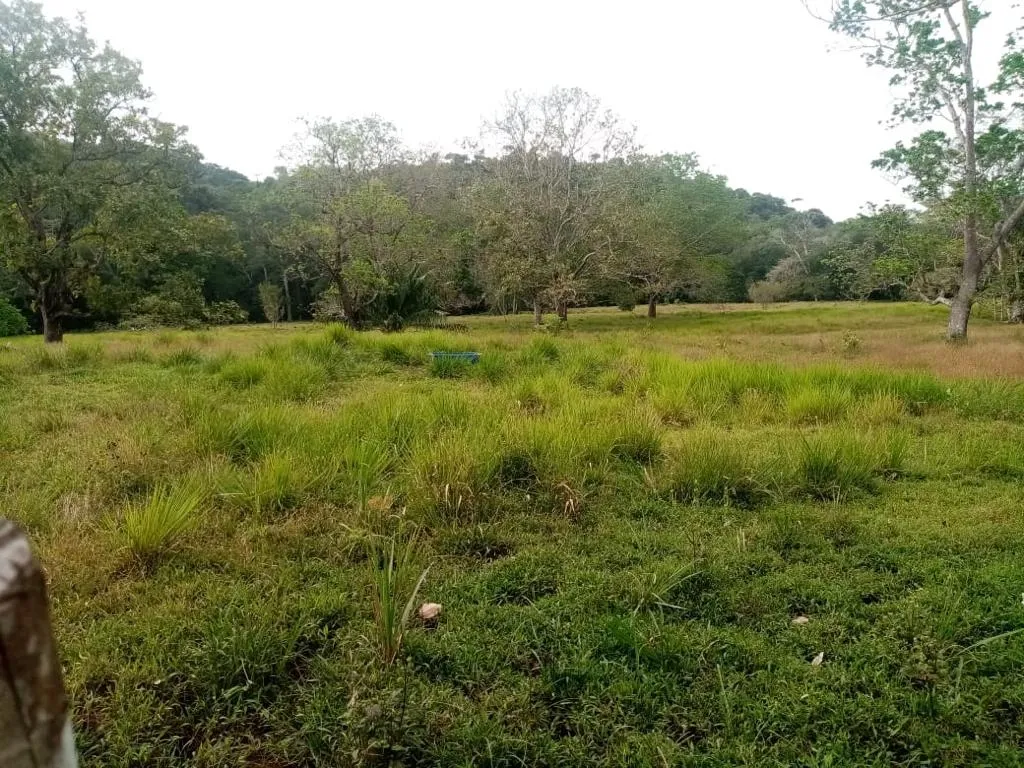 ESPECTACULAR FINCA EN VENTA EN PENONOME, 99 HECTÁREAS.