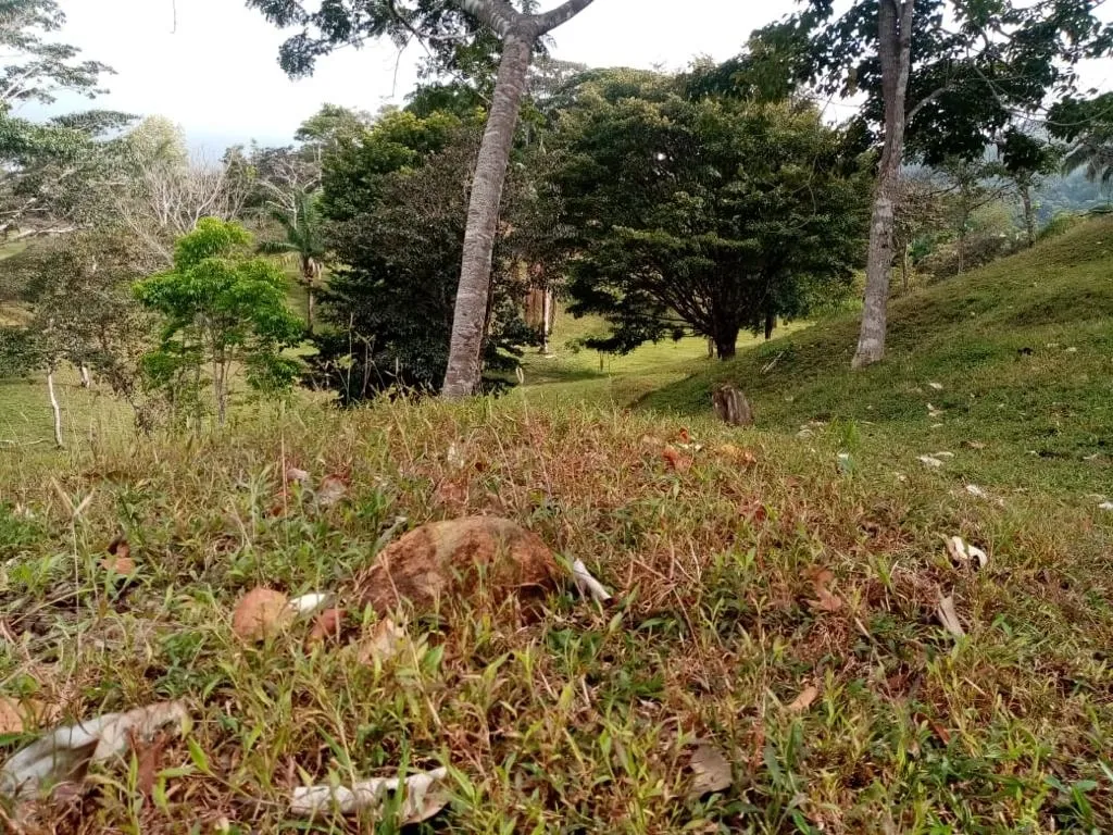 ESPECTACULAR FINCA EN VENTA EN PENONOME, 99 HECTÁREAS.