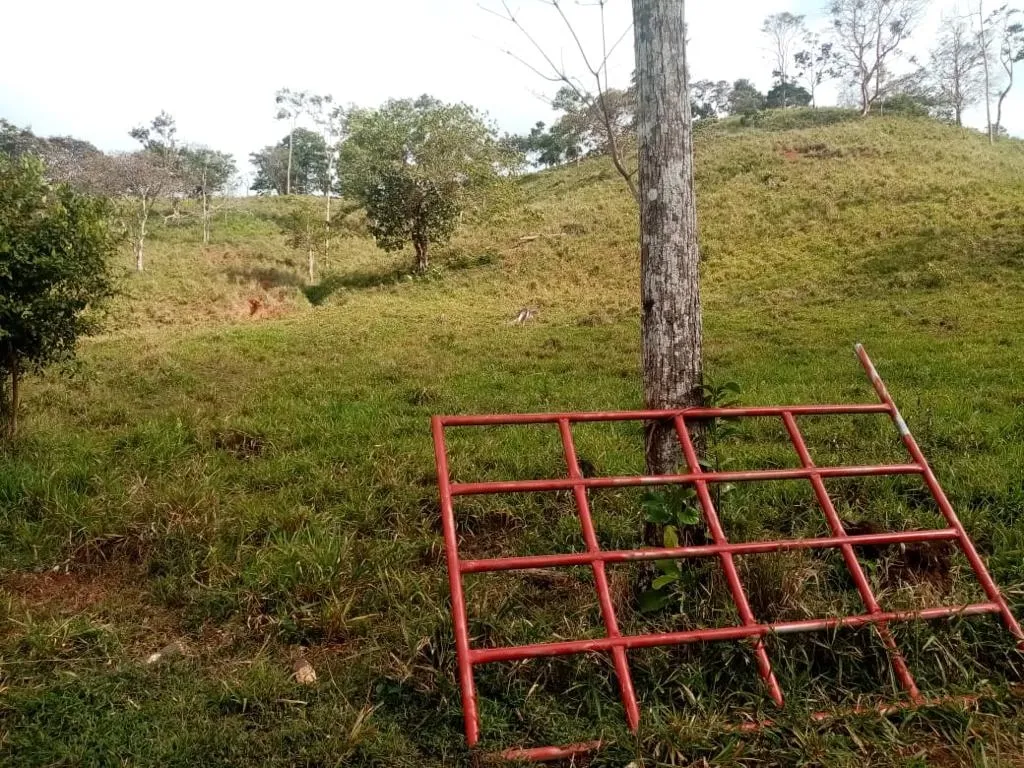 ESPECTACULAR FINCA EN VENTA EN PENONOME, 99 HECTÁREAS.
