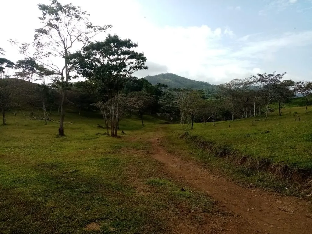ESPECTACULAR FINCA EN VENTA EN PENONOME, 99 HECTÁREAS.
