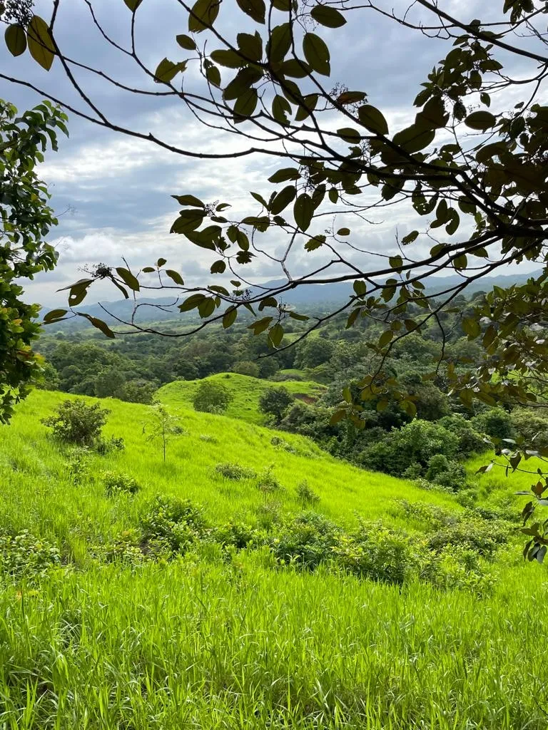 PROPIEDAD EN VENTA EN SONÁ, VERAGUAS. DE GRAN EXTENSIÓN 169 HA (417.60 ACRES).