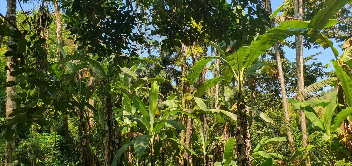 Disfrute de lo mejor de un paisaje tropical, ¡una propiedad con su propia fuente de agua dulce!